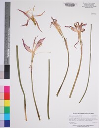 Zephyranthes grandiflora image