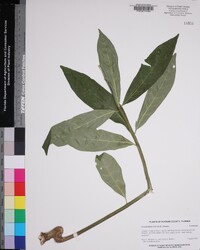 Clerodendrum indicum image
