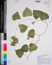 Ipomoea macrorhiza image