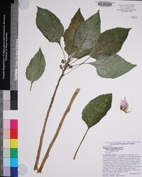 Impatiens mackeyana subsp. claeri image