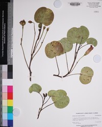 Ipomoea pes-caprae image