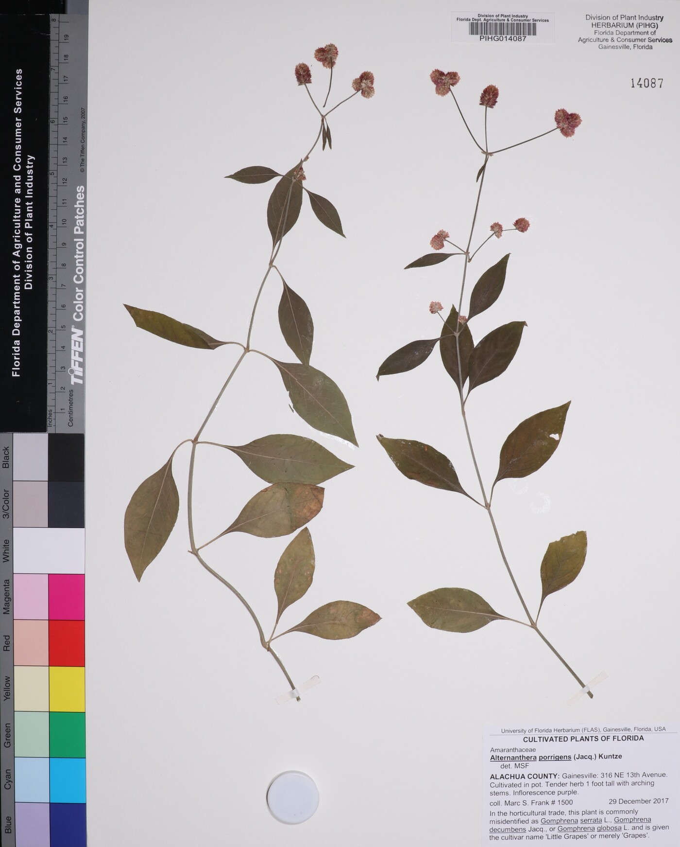 Alternanthera porrigens image