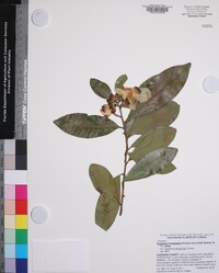 Polyspora chrysandra image