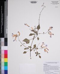 Plectranthus saccatus image