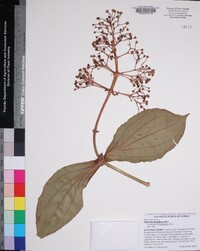 Medinilla multiflora image