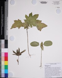 Ricinus communis image