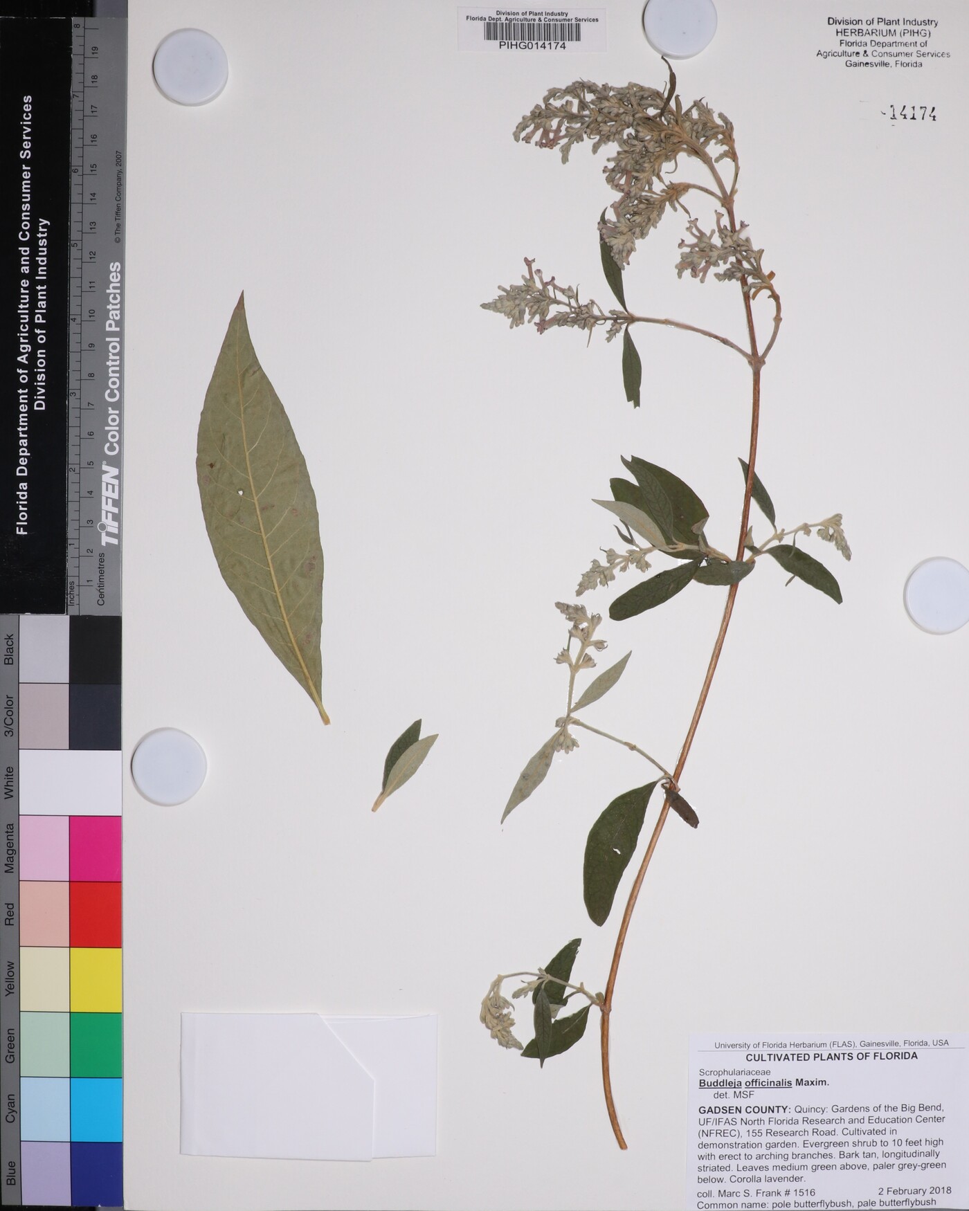 Buddleja officinalis image