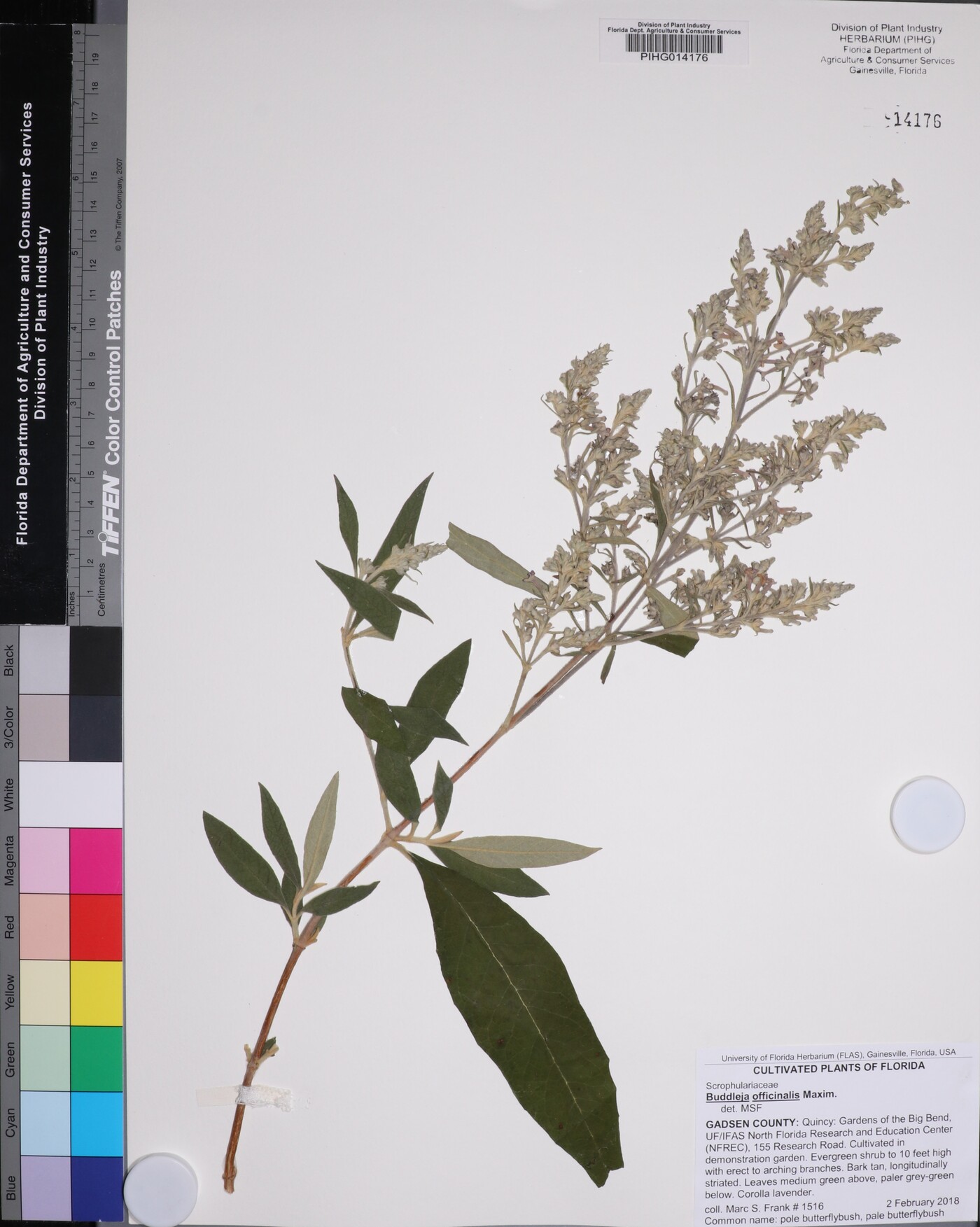 Buddleja officinalis image