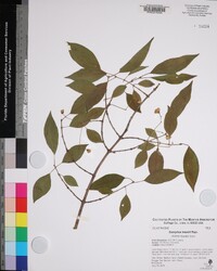 Euonymus maackii image