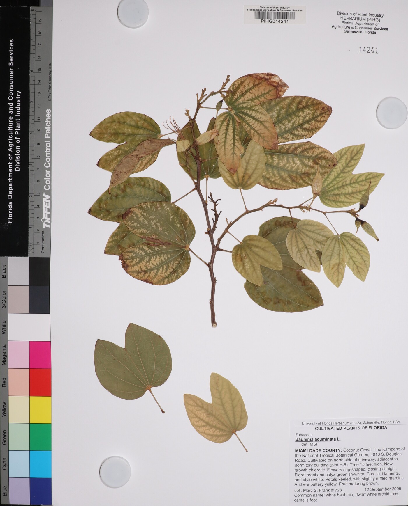 Bauhinia acuminata image