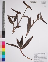 Tradescantia pallida image