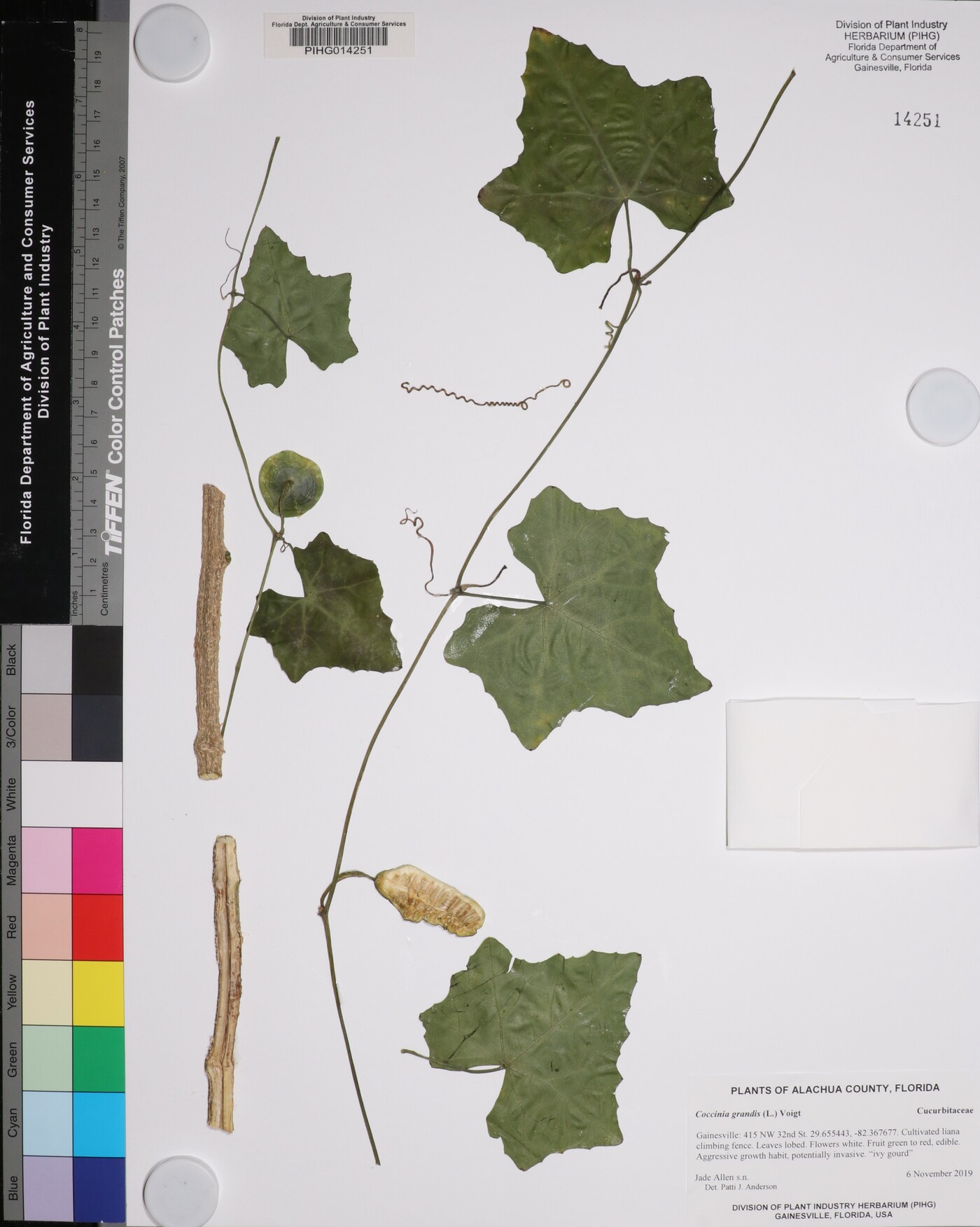 Coccinia grandis image