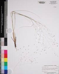 Eragrostis elliottii image