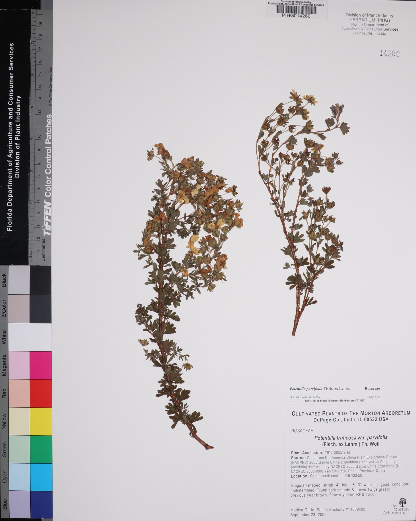 Potentilla parvifolia image