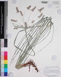 Cyperus tetragonus image