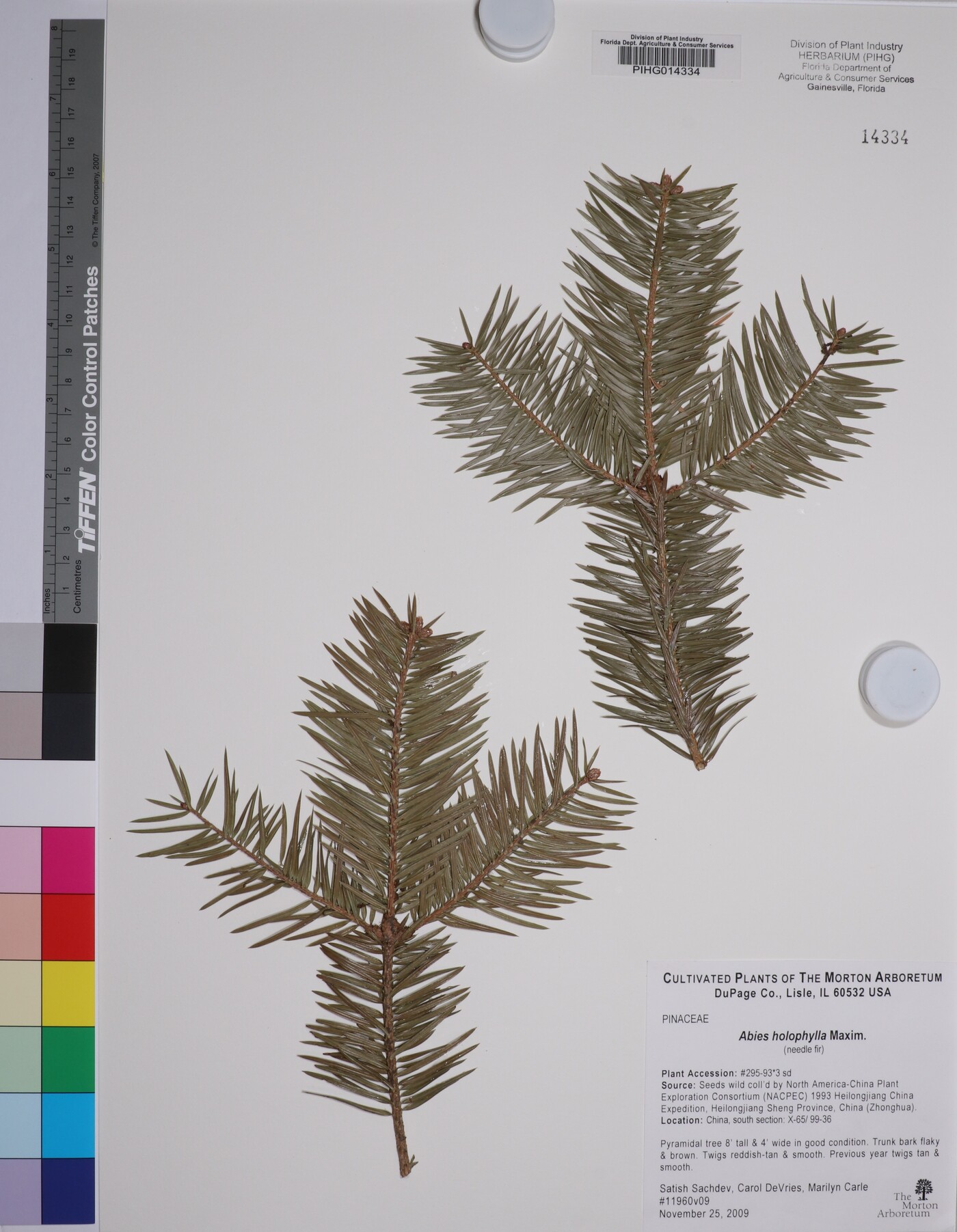 Abies holophylla image