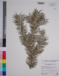 Abies nephrolepis image