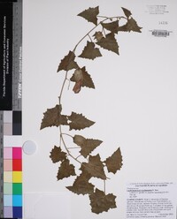 Lophospermum erubescens image