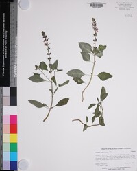 Ocimum campechianum image