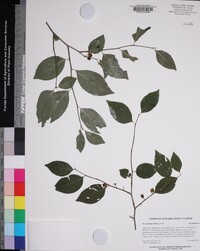 Ilex ambigua image