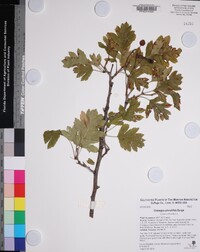 Crataegus pinnatifida image