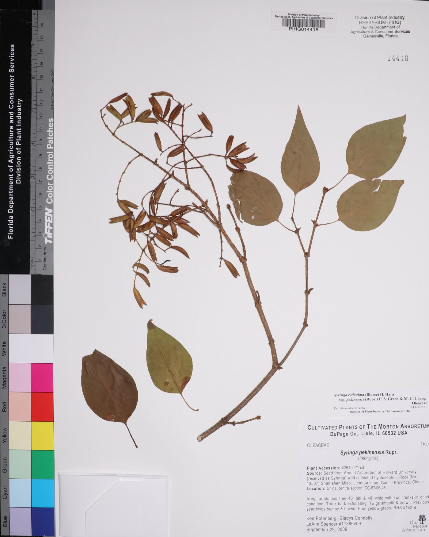 Syringa reticulata subsp. pekinensis image