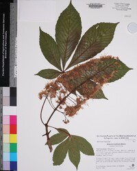 Aesculus turbinata image