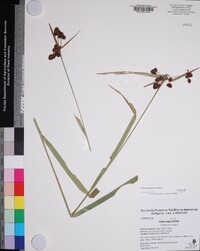 Scirpus hattorianus image