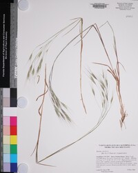 Bromus sterilis image