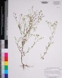 Parthenium hysterophorus image