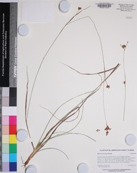 Rhynchospora grayi image