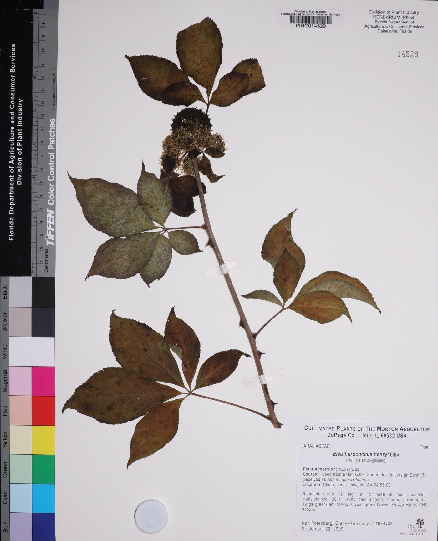 Eleutherococcus henryi image