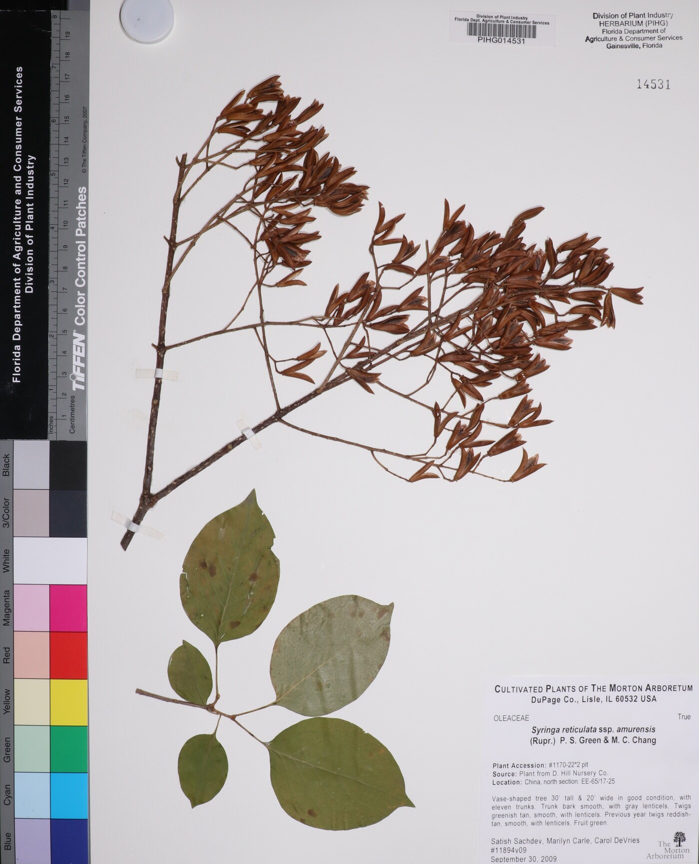 Syringa reticulata subsp. amurensis image