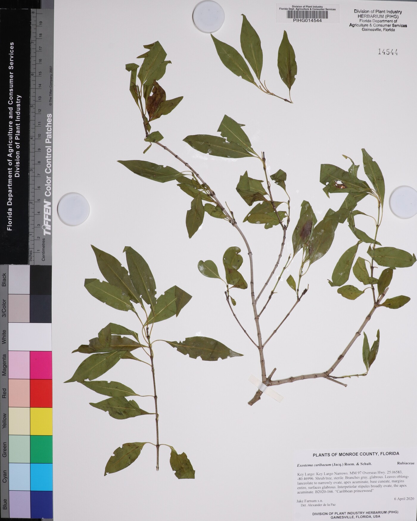 Exostema image