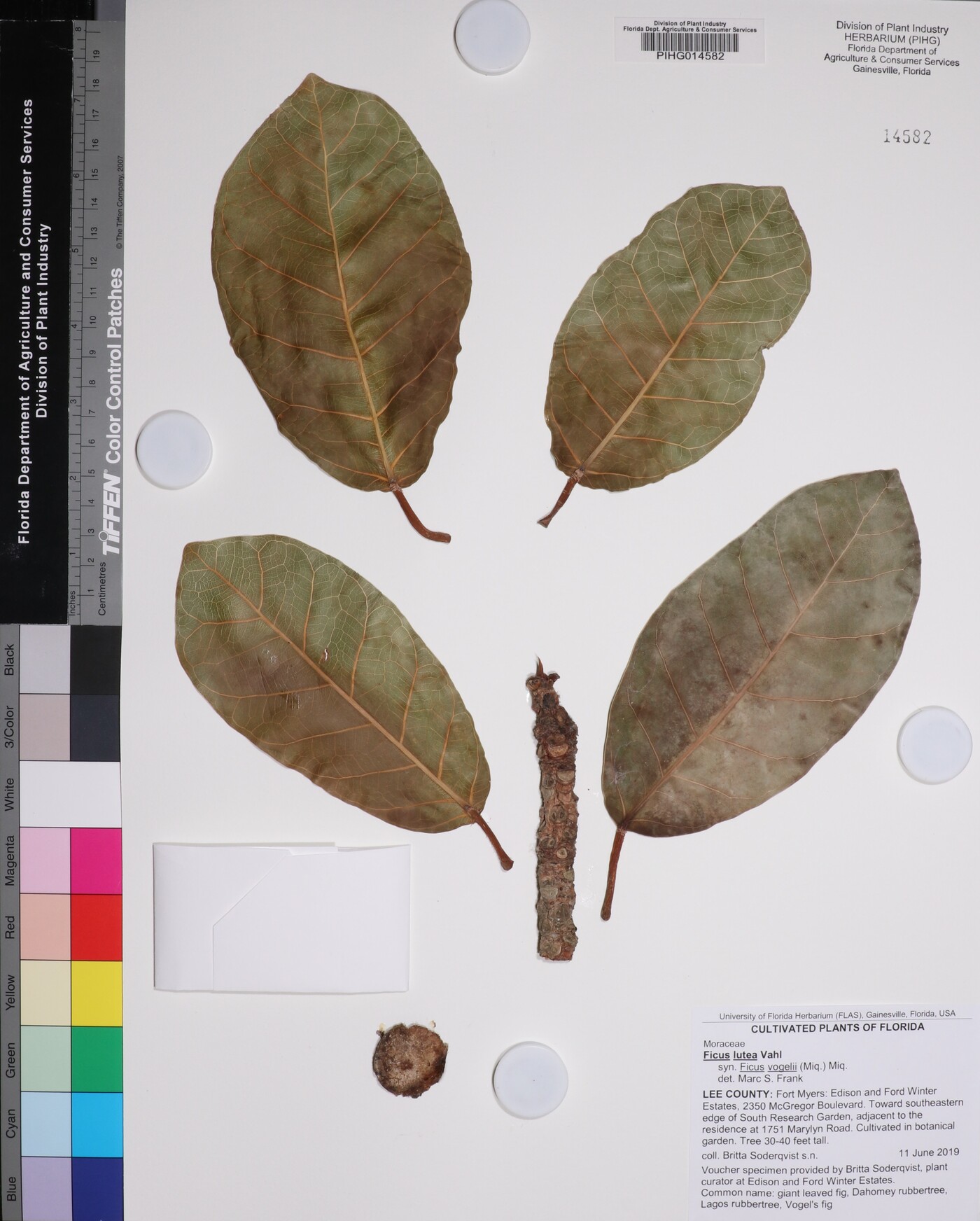 Ficus lutea image