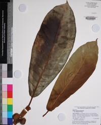 Ficus saussureana image