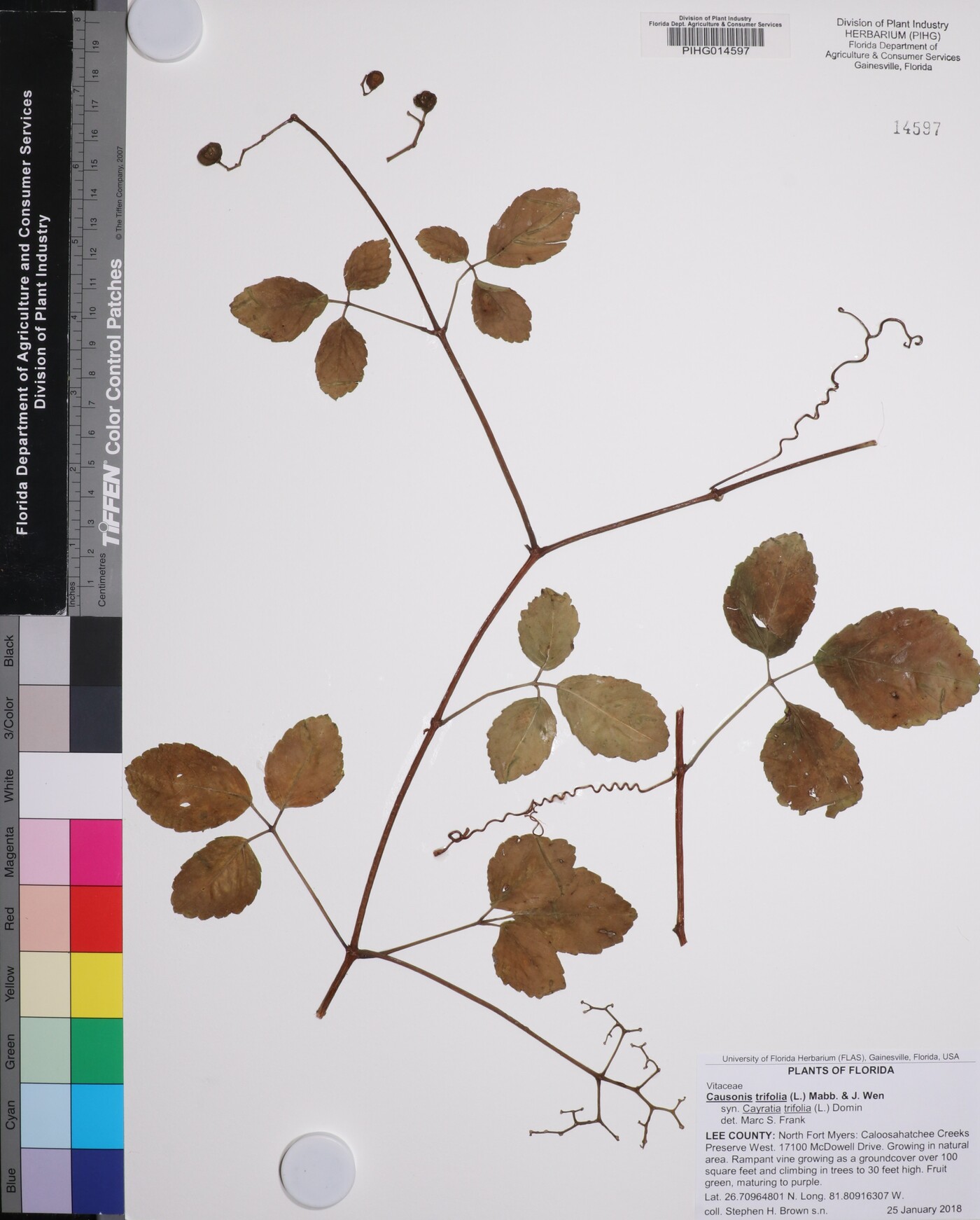 Causonis trifolia image