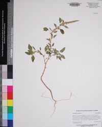 Amaranthus spinosus image