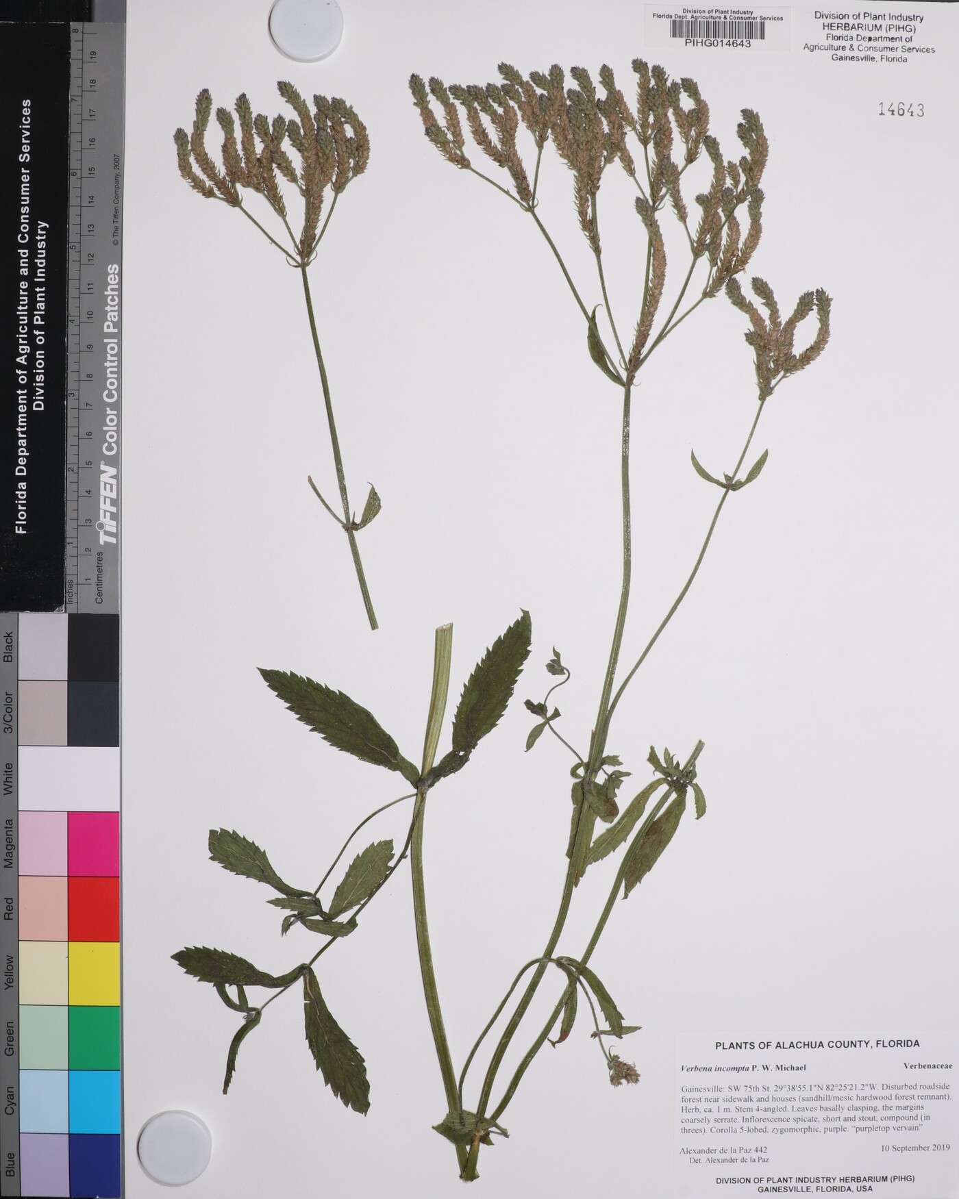 Verbena incompta image