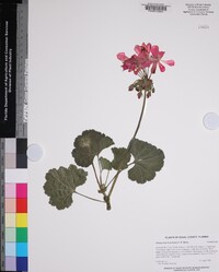 Pelargonium x hortorum image