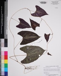 Dioscorea dodecaneura image