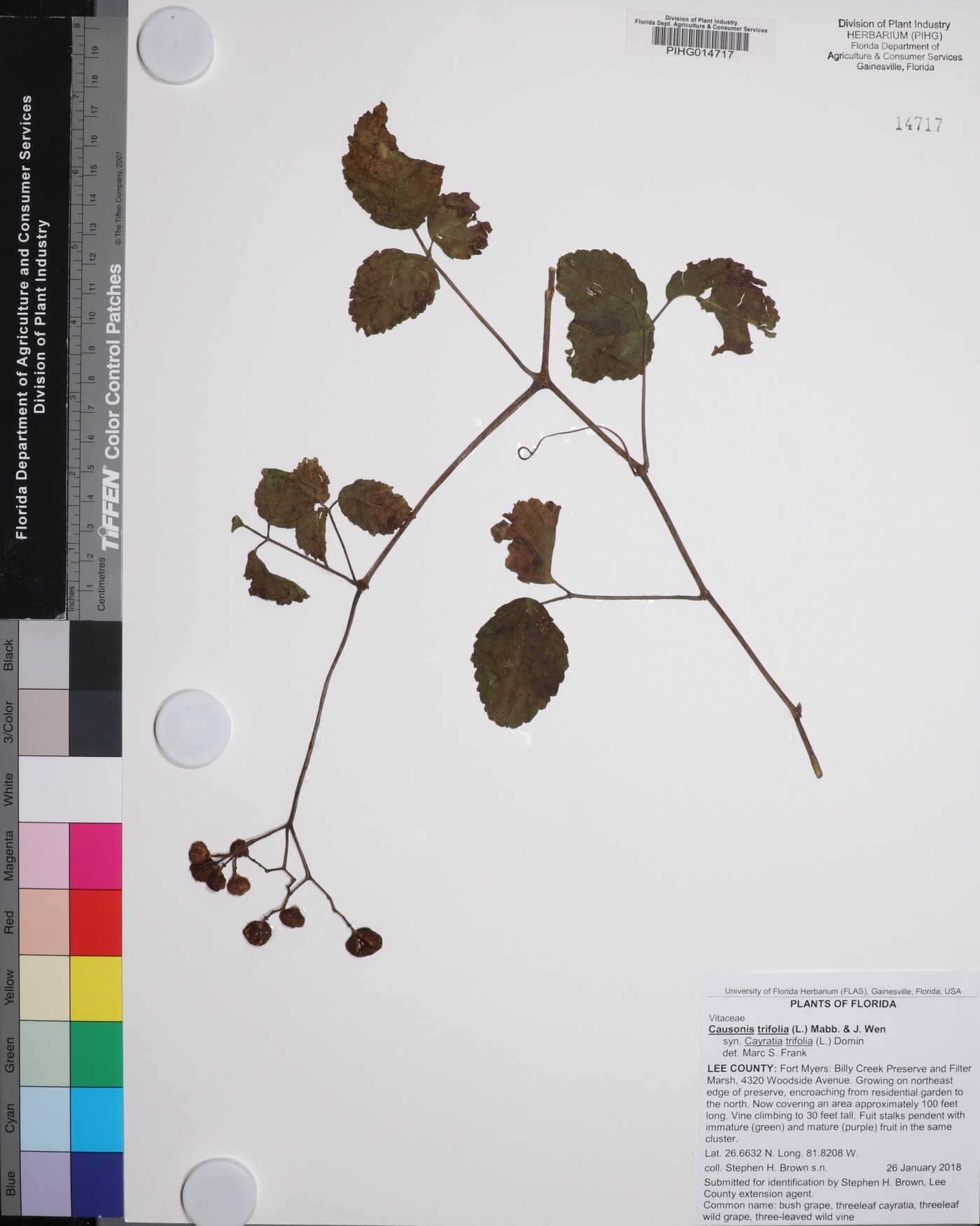 Causonis trifolia image