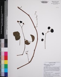 Causonis trifolia image