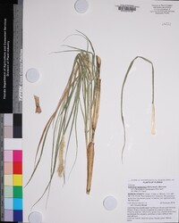 Cenchrus purpureus image