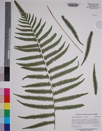 Thelypteris kunthii image