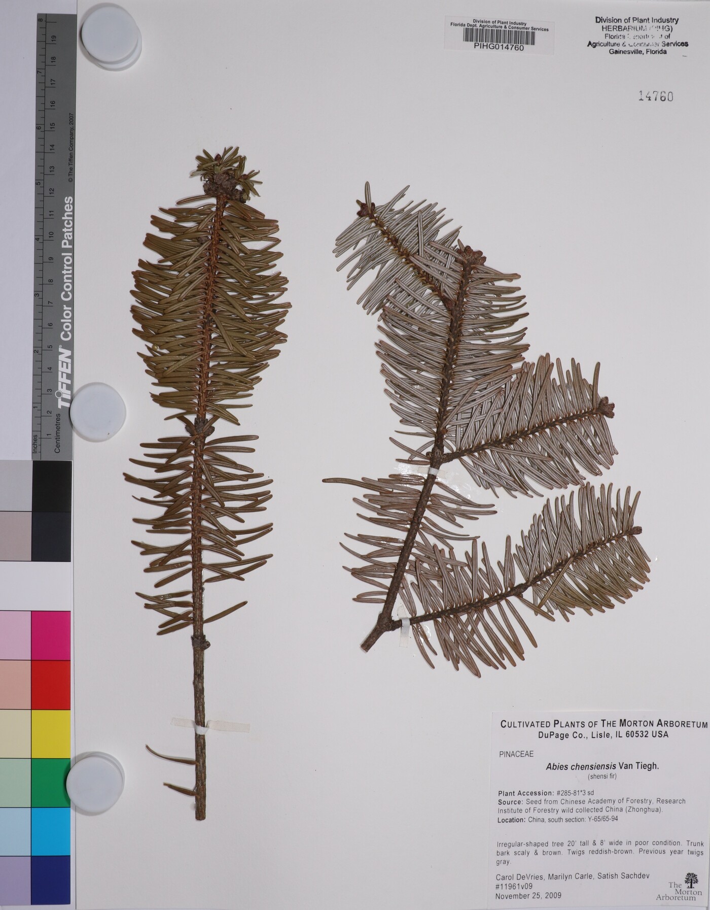 Abies chensiensis image