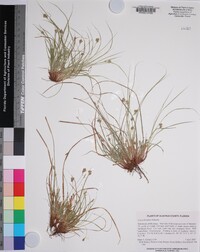 Carex floridana image