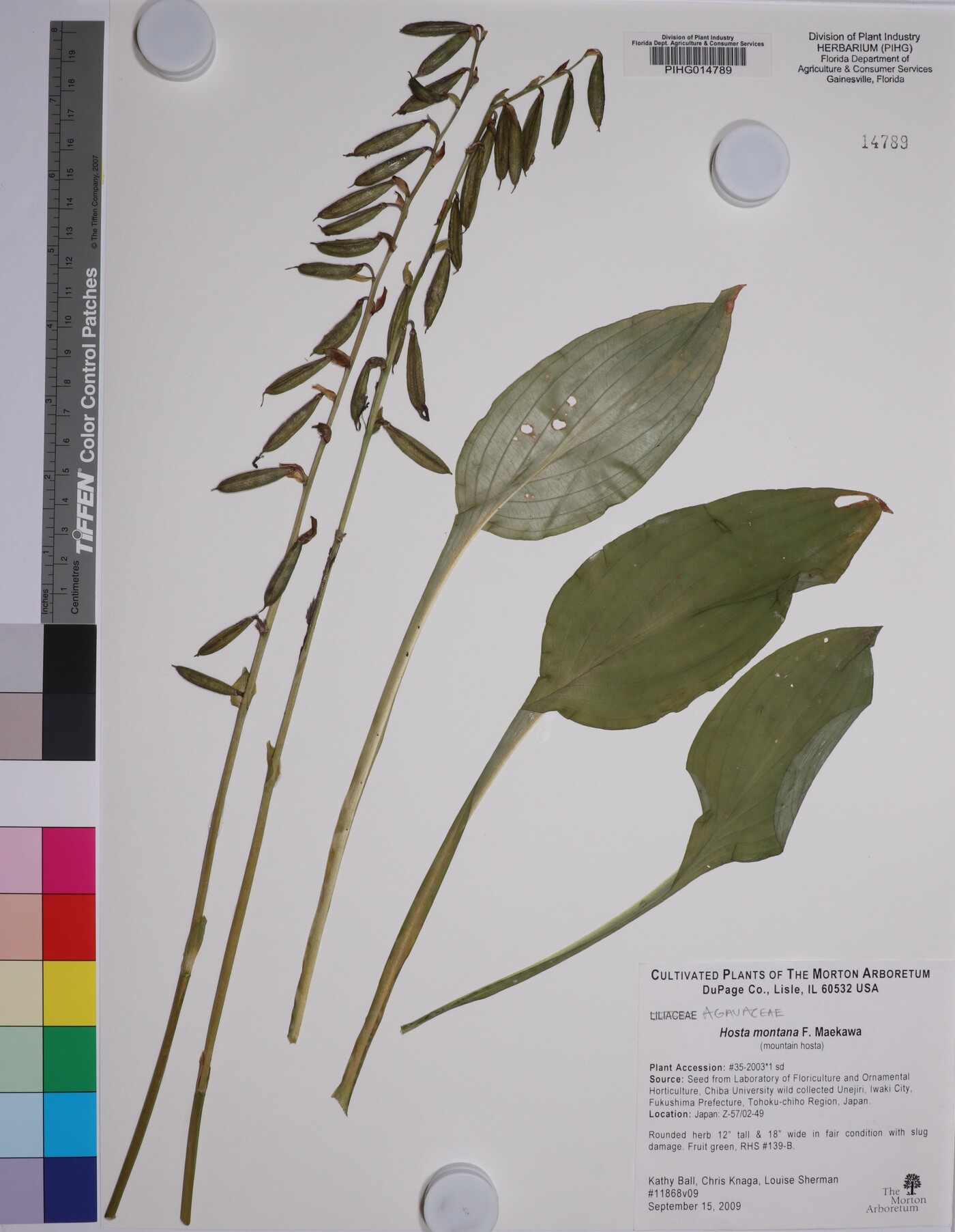 Hosta sieboldiana var. montana image