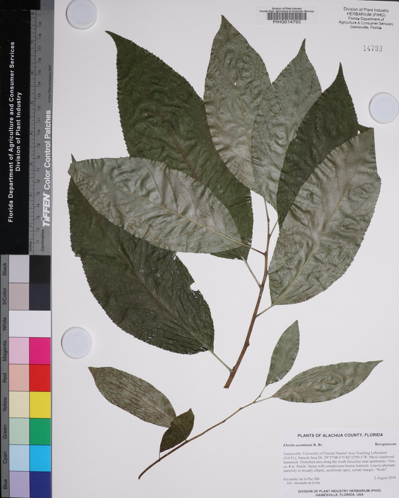 Ehretia acuminata image