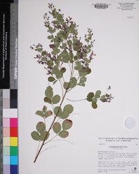 Lespedeza bicolor image